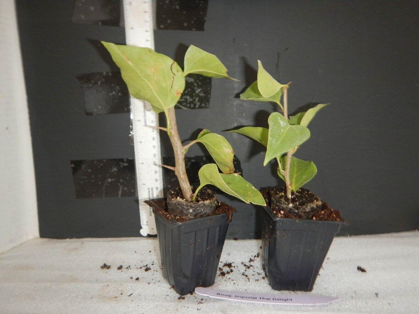 Live Plant - Jamaican Red Bougainvillea Small Well Rooted Starter Plant