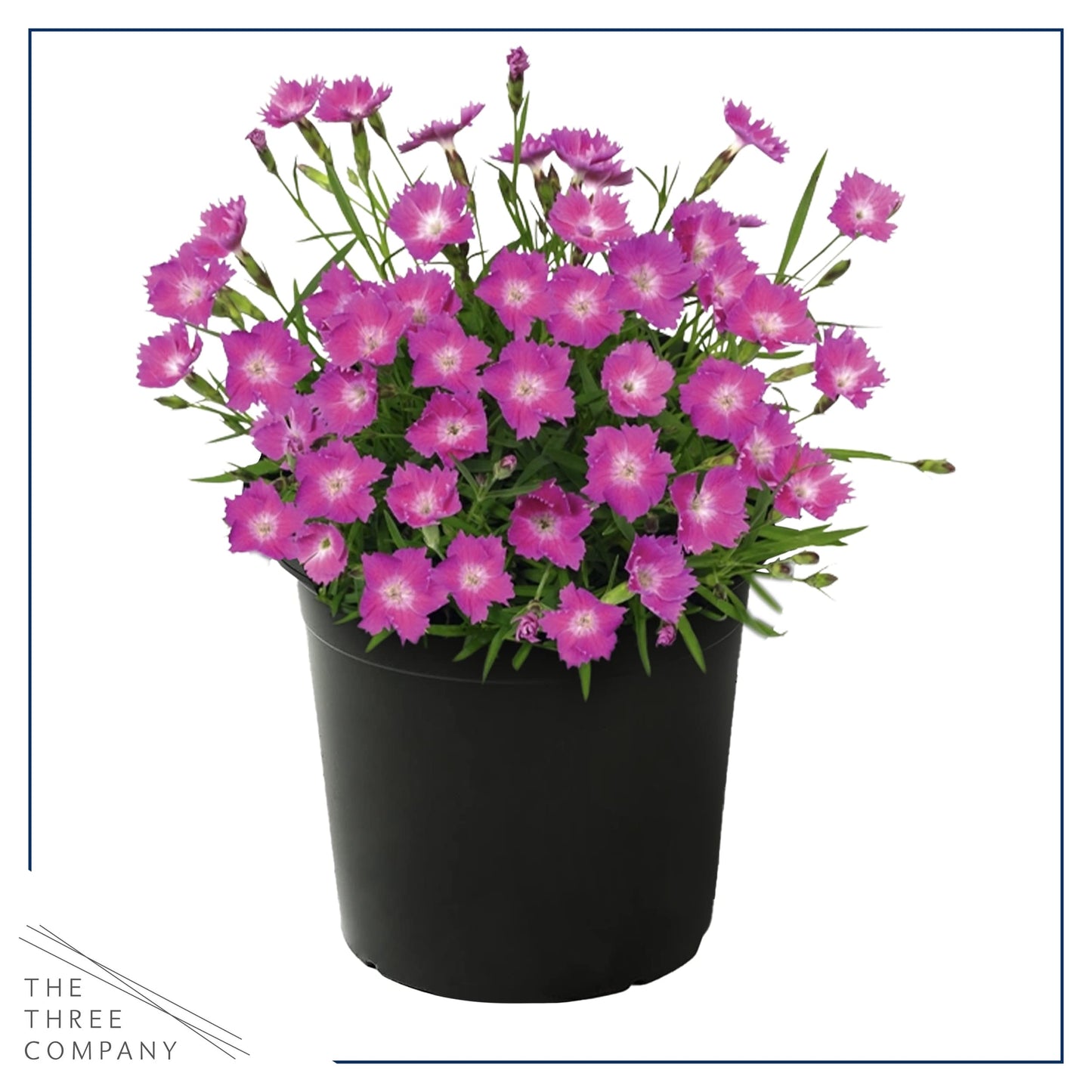 Live Dianthus - Kahori Pink - Fragrant Mounding Perennial - Healthy Spring Plant - 12" Tall by 6" Wide in 2.5 Qt Pot