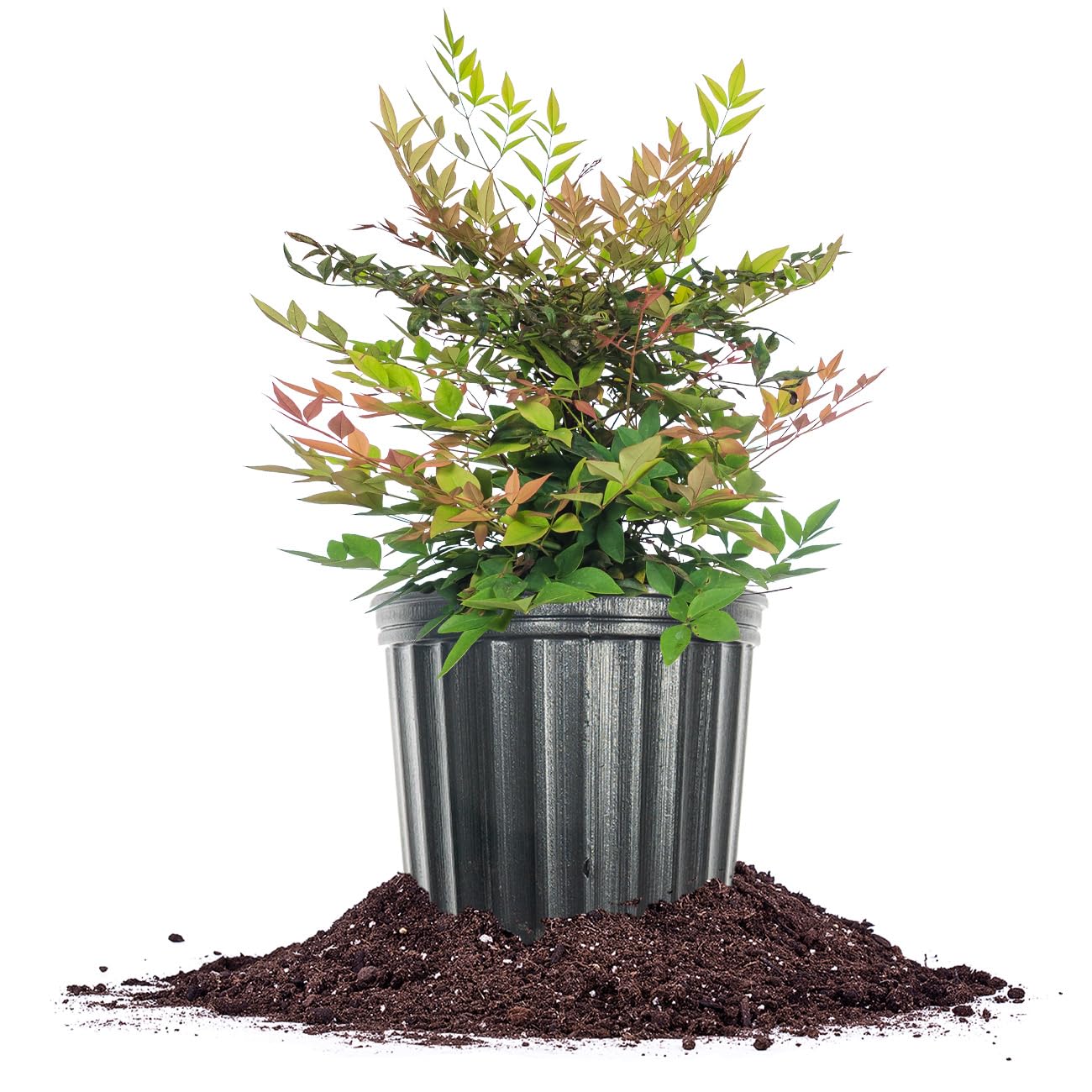 Perfect Plants Gulfstream Nandina 1 Gal. Pot | Heavenly Bamboo | Low Maintenance | Vibrant Color Changing Foliage
