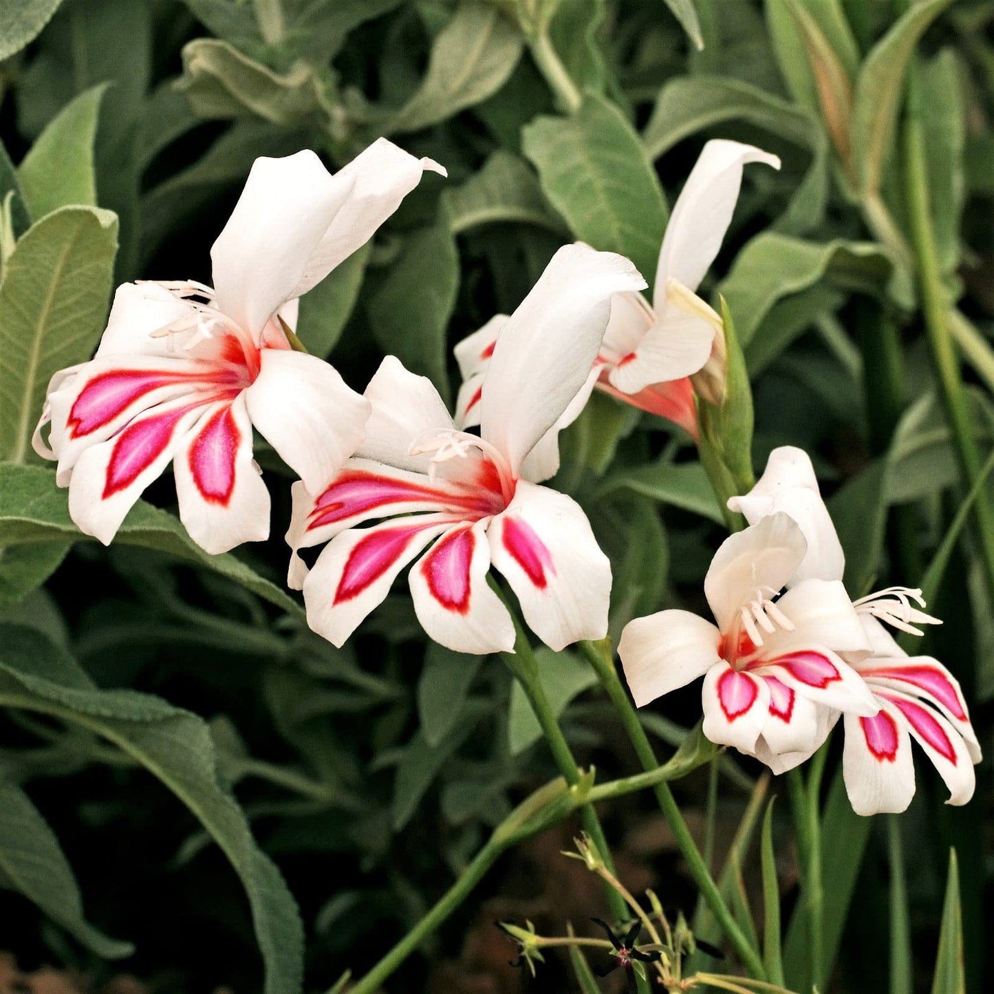 Easy to Grow Hardy Gladiolus Prins Claus 10 Bulbs - White & Pink Flowers Bloom in Spring to Summer Sun