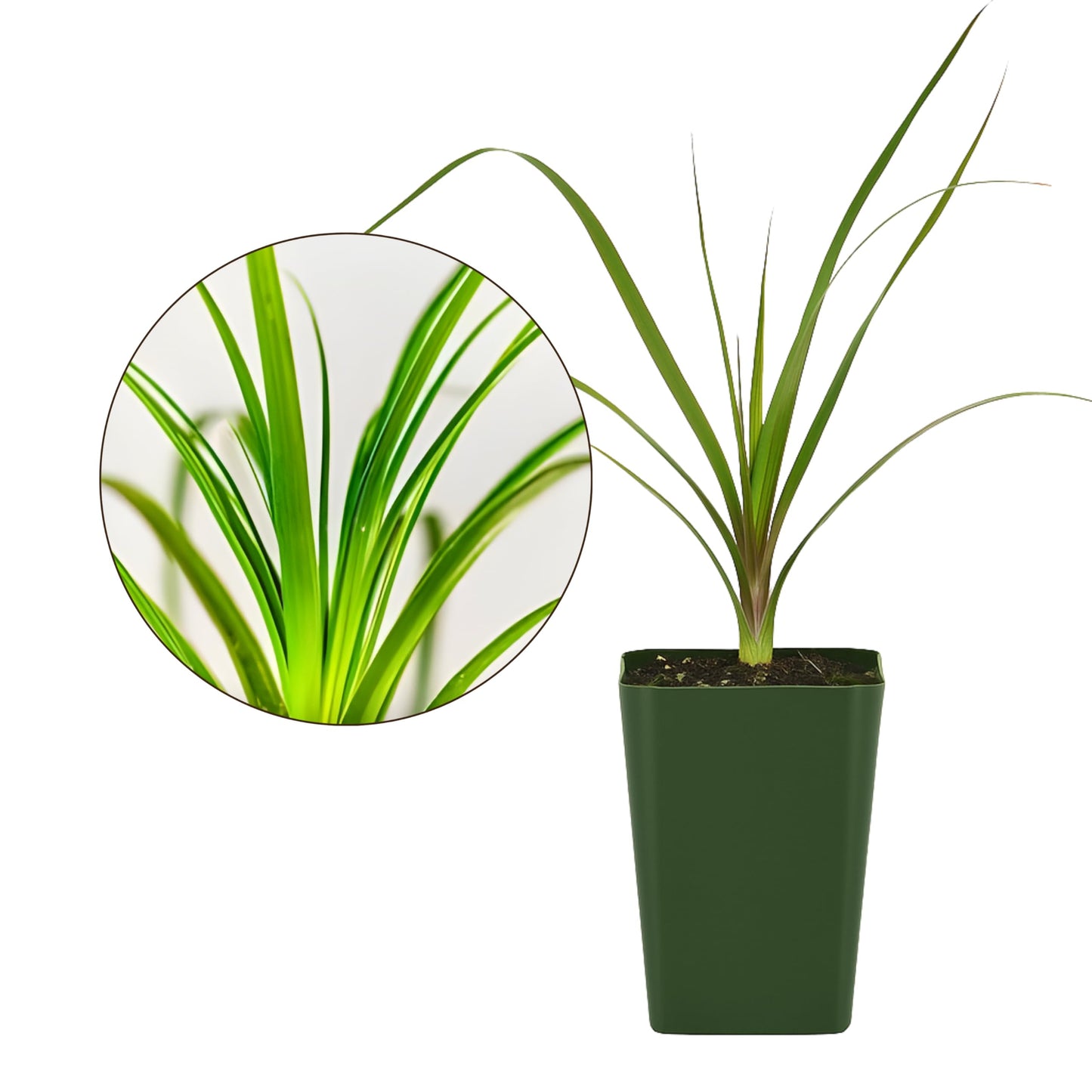 MyShelfie - Ponytail Palm (Beaucarnea Recurvata) Live Indoor House Plant in 2-Inch Pot – Low Maintenance, Air-Purifying Plant
