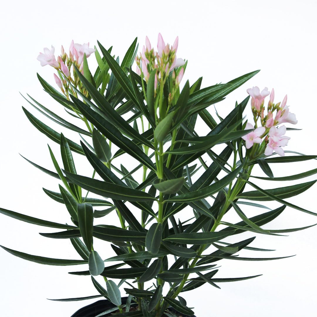 American Plant Exchange Oleander 'Petite Pink' – 10-Inch Pot – Live Flowering Shrub with Soft Pink Blooms, Drought-Tolerant Outdoor Plant for Patios, Gardens, Borders & Landscape Hedges
