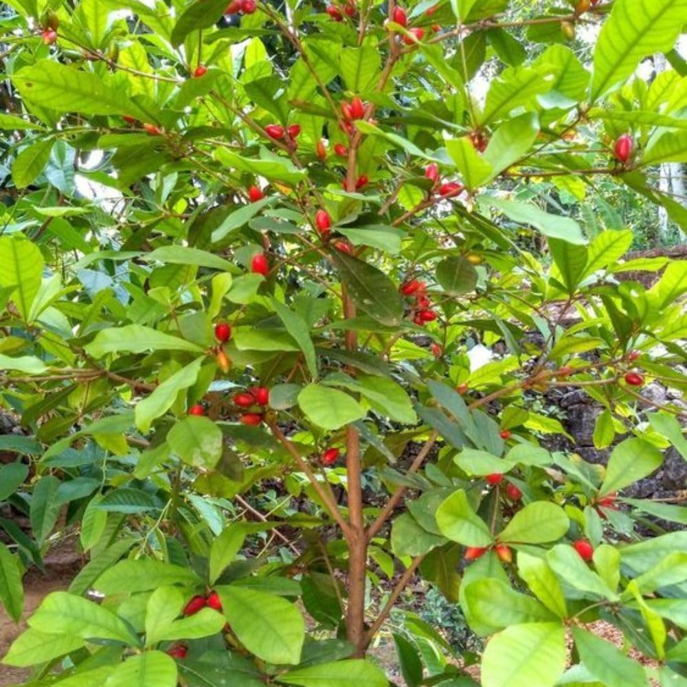 Miracle Fruit Tree 1-2ft Tall, Miracle Fruit Tree Plant Live for Planting in Garden, in 1 Gallon Pot, No Ship to CA