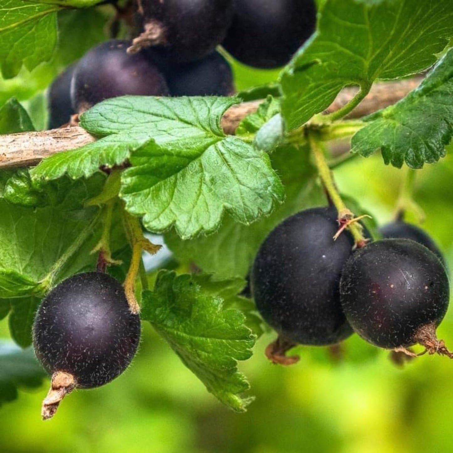 Black Velvet Gooseberry Bush Live Plant Well Rooted, 5-9 Inc Height, Gooseberry Plant Live for Planting