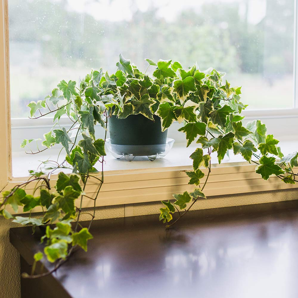 PERFECT PLANTS Variegated English Ivy | Hedera Helix Variegata' | Easy Care Houseplant | Perfect for Moderate to Bright Light Conditions, 6 in Grower's Pot, | Air Purifying