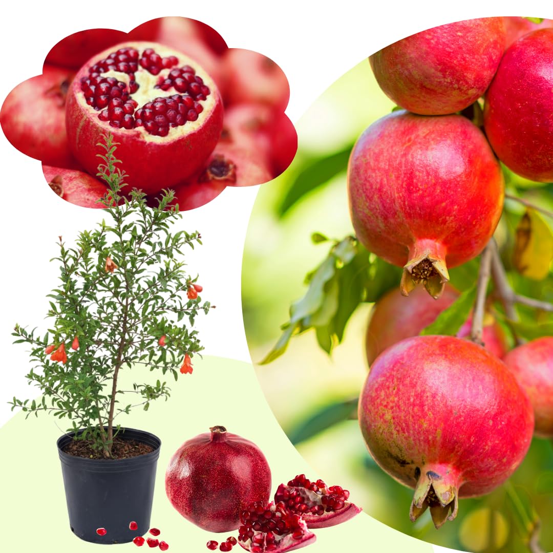 Live Pomegranate Tree Plant, Sweet Edible Pomegranate Fruit, 2-3 Feet Tall, Well-Rooted, Ready for Outdoor Planting