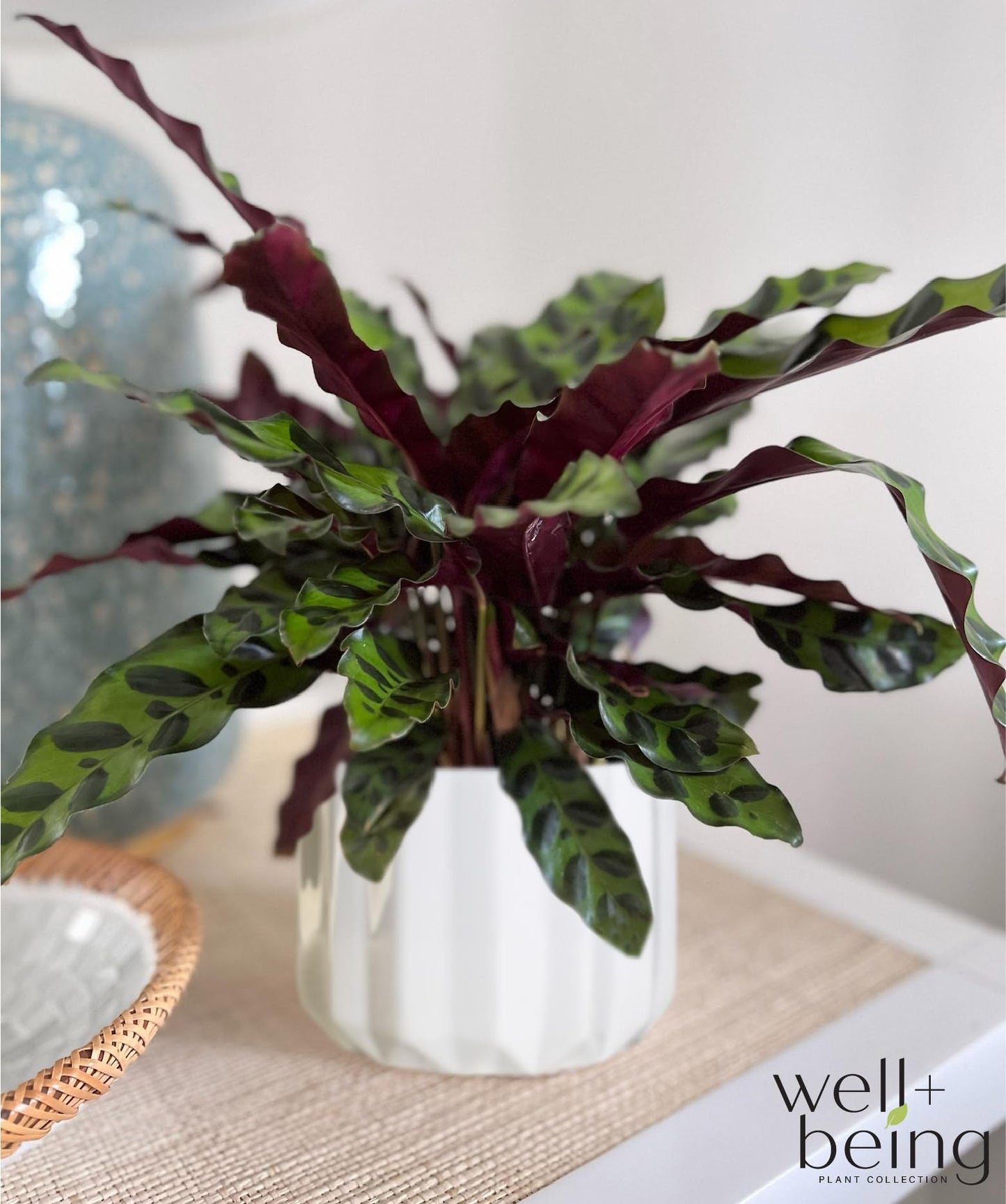Nature's Way Farms Calathea Rattlesnake, Live Indoor Houseplant, Long Leaf Prayer Plant, Tropical Plant, Pet Safe (8-15 inches Tall) in Growers Pot