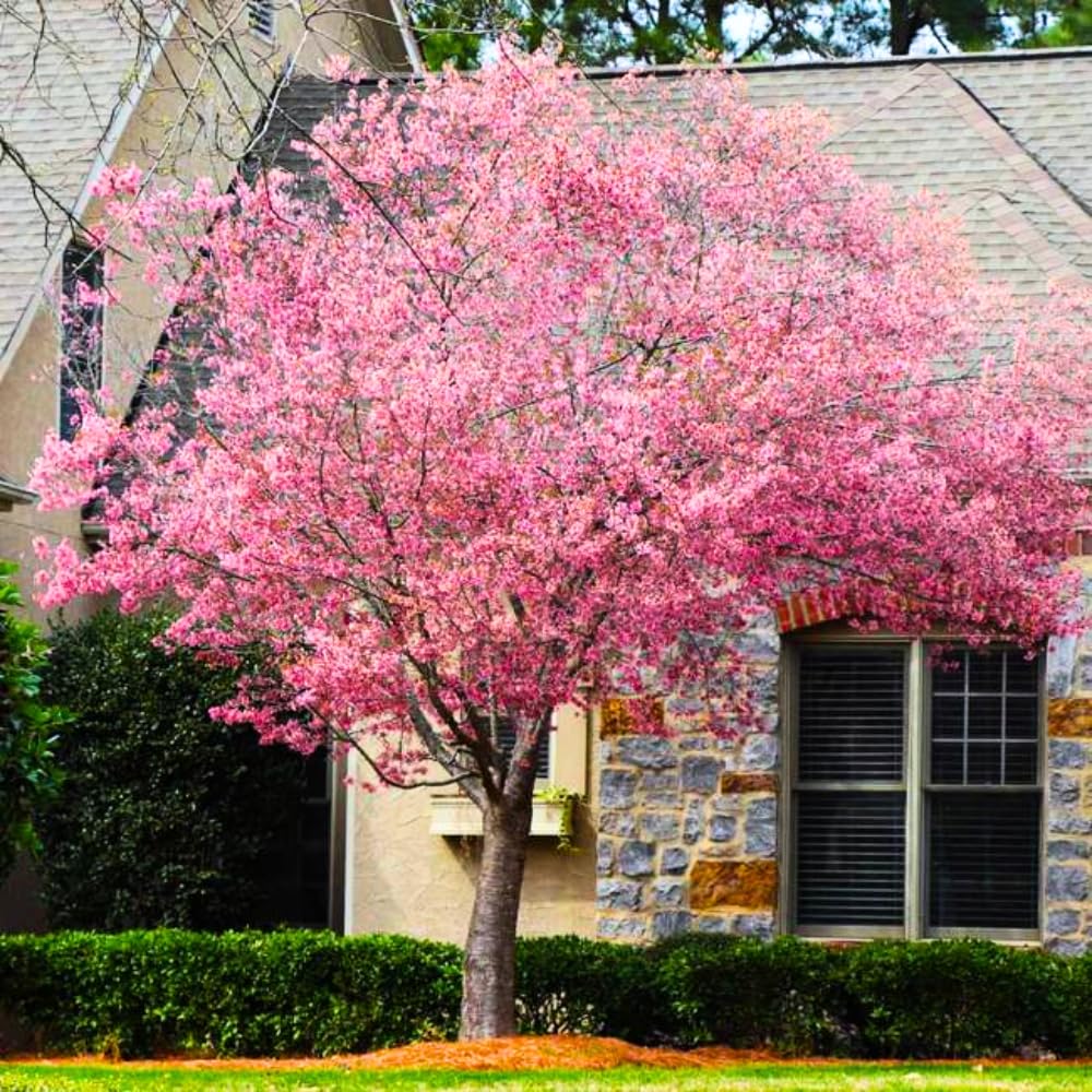 Cherry Blossom Tree, Live Ornamental Tree 6-12" Tall in Pot, Beautiful Spring Blooms for Outdoor Planting (Dark Pink Cherry Blossom)