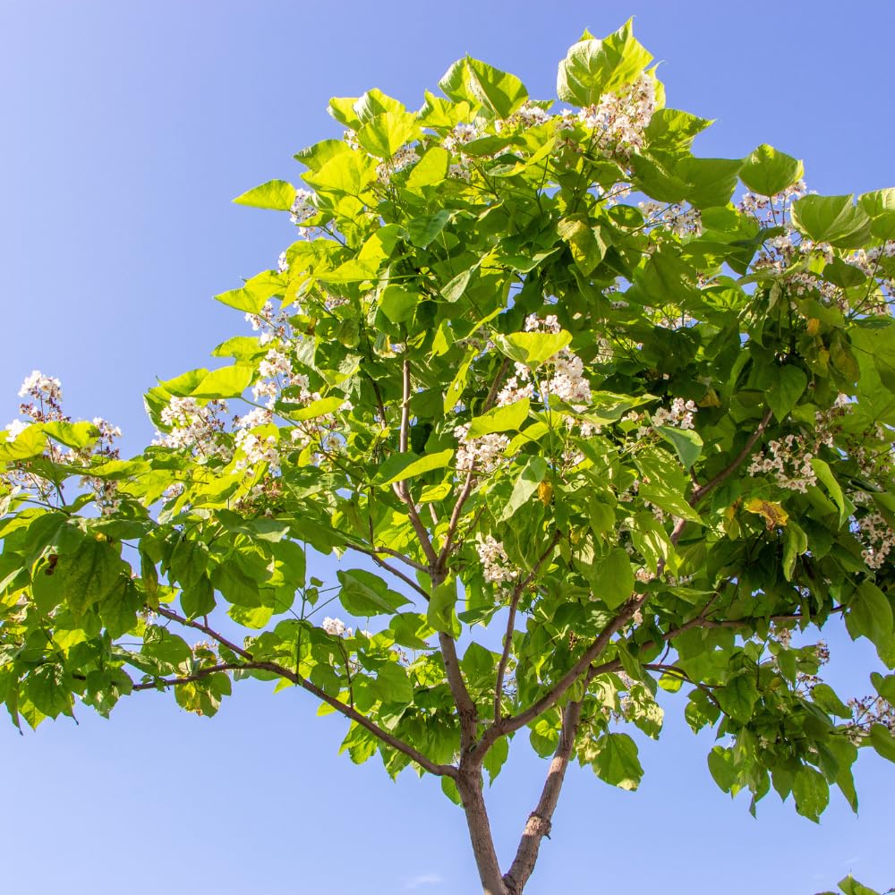 10 Catalpa Tree Plant Live – Catalpa Native Seedlings 1–2 Feet Tall | Easy to Grow Outdoor Trees for Backyard Shade & Wildlife Habitat | Dormant Plant