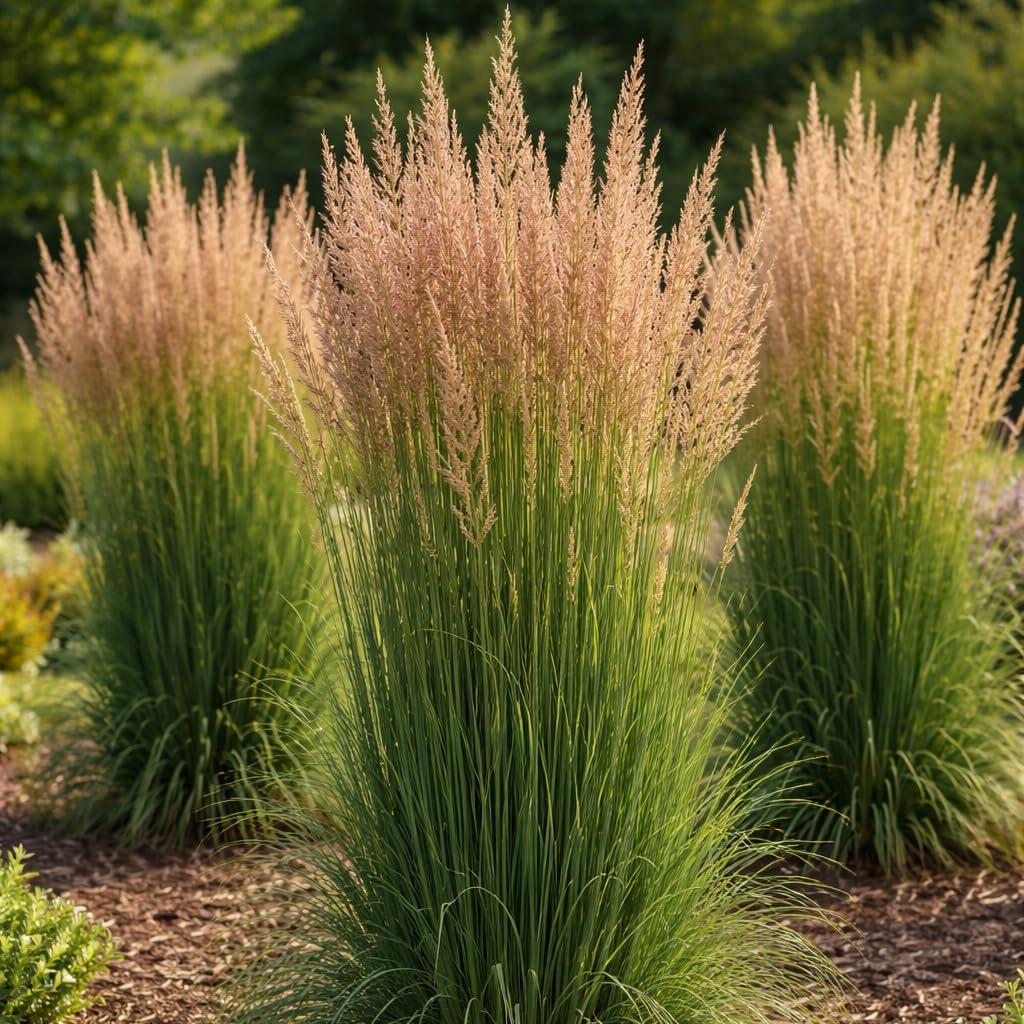 Karl Foerster Calamagrostis (Feather Reed Grass), Perennial, Cool-Season Ornamental Grass, Live Plant, 1 Gallon Growers Pot