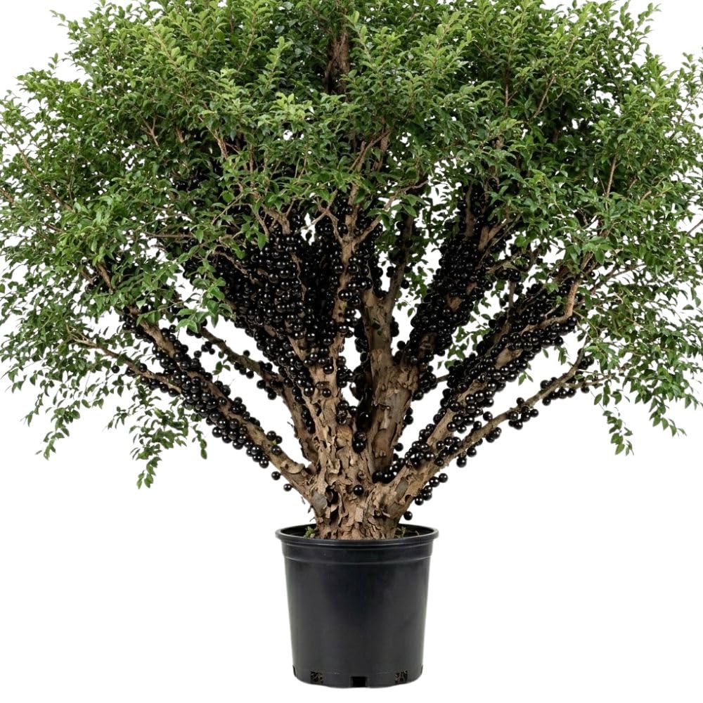 Sweet Black Jaboticaba Tree Live Plant, 2-3 Feet Tall, Jaboticaba Fruit Plants Live in 3 Gallon Pot, Jabuticaba Grapetree for Planting Outdoor Indoor, No Ship to CA