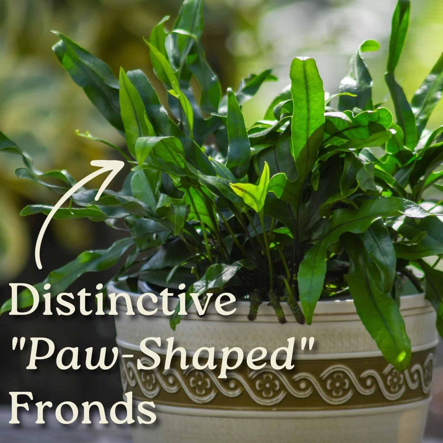Kangaroo Fern Plant - Live Fern Green Foliage - Overall Height 18inch to 22inch - 1 Gallon Pot - Tropical Plants of Florida (Plant + Fertilizer)