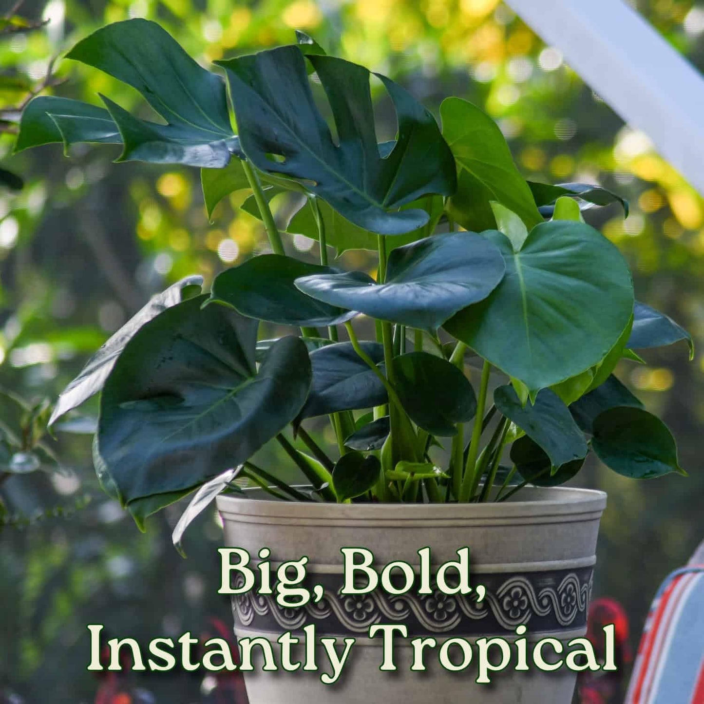 Monstera Deliciosa Plant - Swiss Cheese Split Leaf Philodendron Plant - Large Plant - Overall Height 24" to 28" - Tropical Plants of Florida
