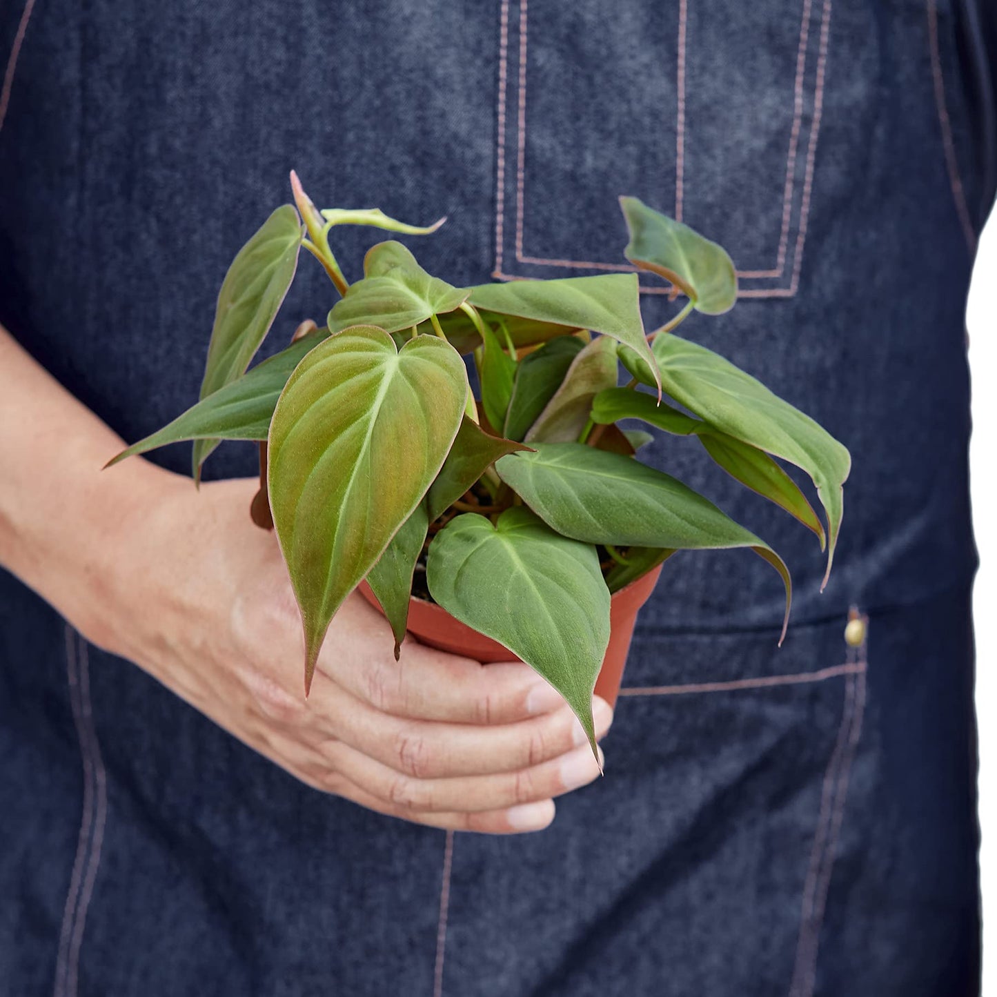 House Plant Shop | Philodendron 'Velvet' - 4" Pot | Live Indoor Plant | Easy to Care | Natural Décor Plant | Great Gifts| Free Care Guide