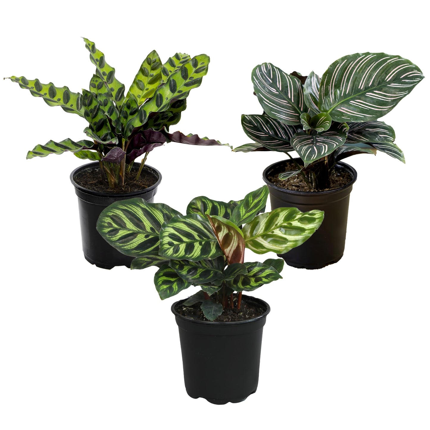 Pet Safe Live Prayer Plant Calathea Collection (3PK) in 4 Inch Pots, Pet Friendly Houseplants, Rattlesnake Plant, Orbifolia, Non-Toxic Houseplant Mix