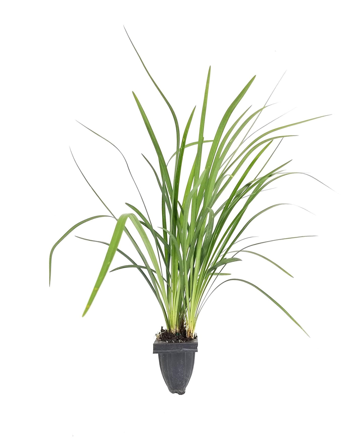 Emerald Goddess Liriope Muscari - 3 Live Plants - Drought Tolerant Low Maintenance Evergreen Ground Cover Grass