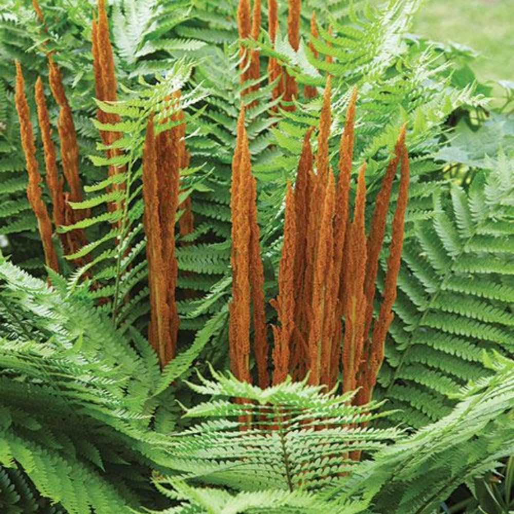 10 Ostrich Ferns Live Plants Outdoor, Live Ferns for Outdoors, Hardy Perennial Fern Rhizomes Roots Bare Roots