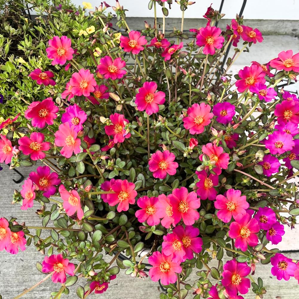 4 Deep Pink Moss Rose Plants Live, Portulaca Ground Cover Flowers, 4-6 Inch Tall Plants for Garden or Containers
