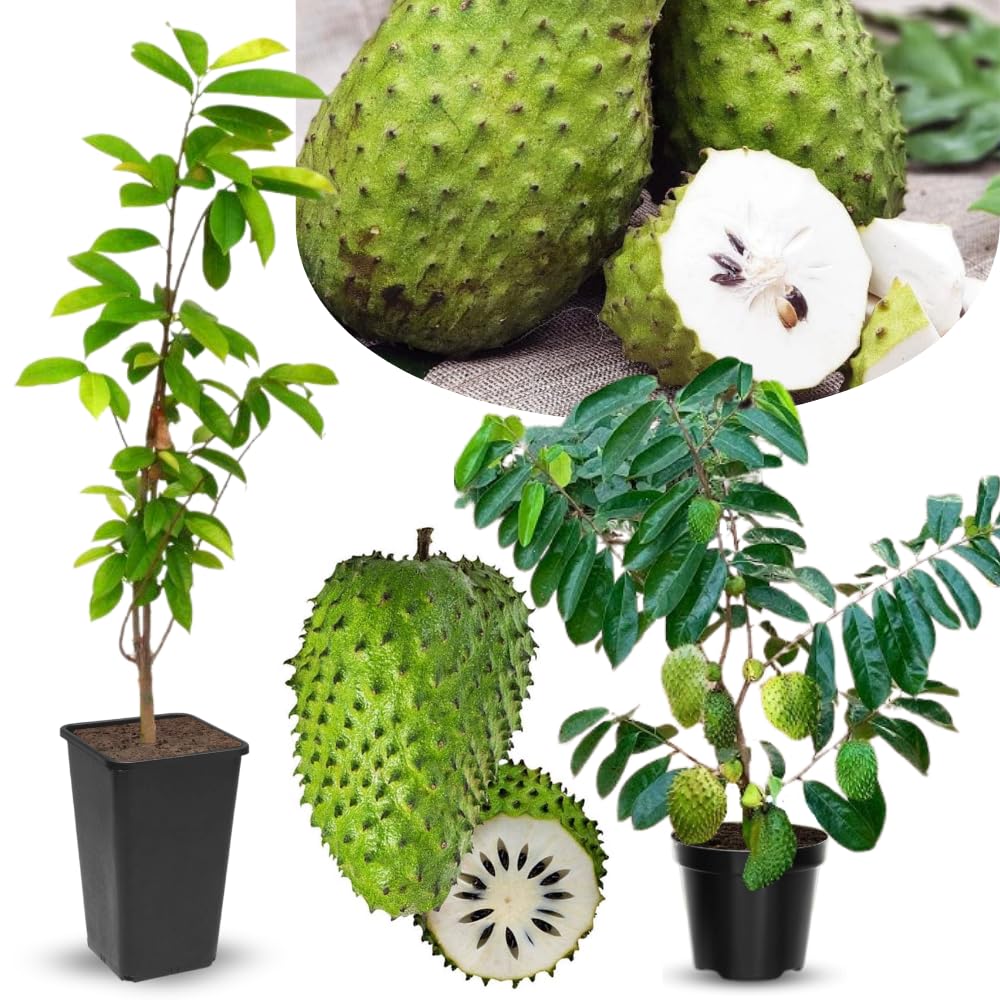 Giant Soursop Guanabana Tree Live Plant, Starter Size 5”-10” Seedling No Pot, Hardy, Tropical Flavor Annona Muricata