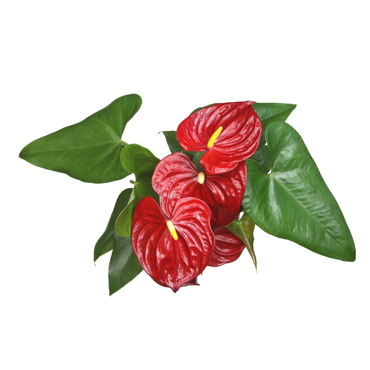Altman Plants Red Anthurium Live Plant Decor in 6 Inch White Plastic Plant Pot, Easy to Grow Desk Plant, Easy Plant Gift, Decorative Indoor Plant, Live Anthuriums Live Plants Grown in Potting Soil Mix