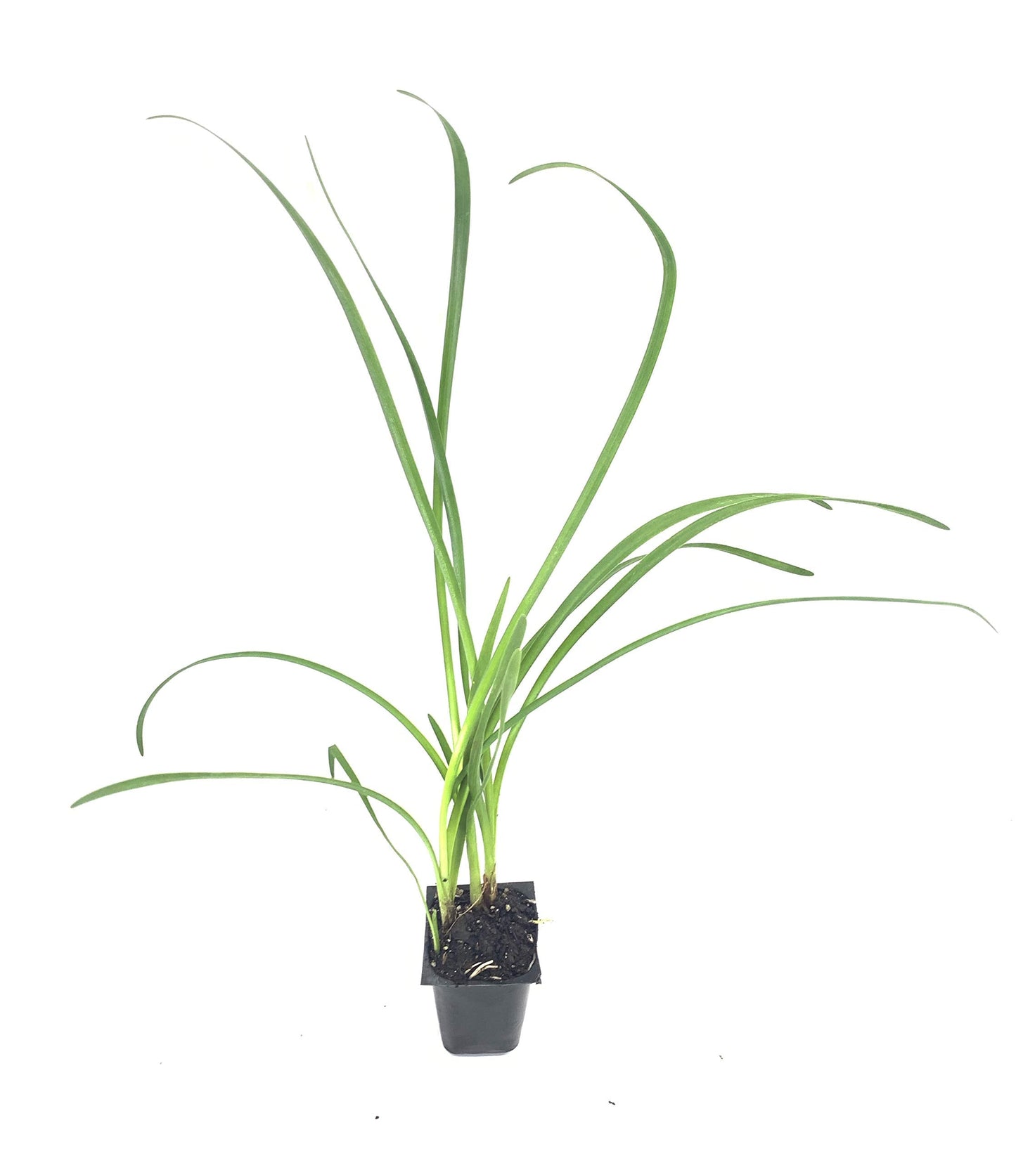 Society Garlic | 60 Live Plants | Tulbaghia Violacea | Drought Tolerant, Fragrant Blooms, Ornamental Perennial, Low Maintenance, Easy to Grow, Edible Flowers, Attracts Pollinators