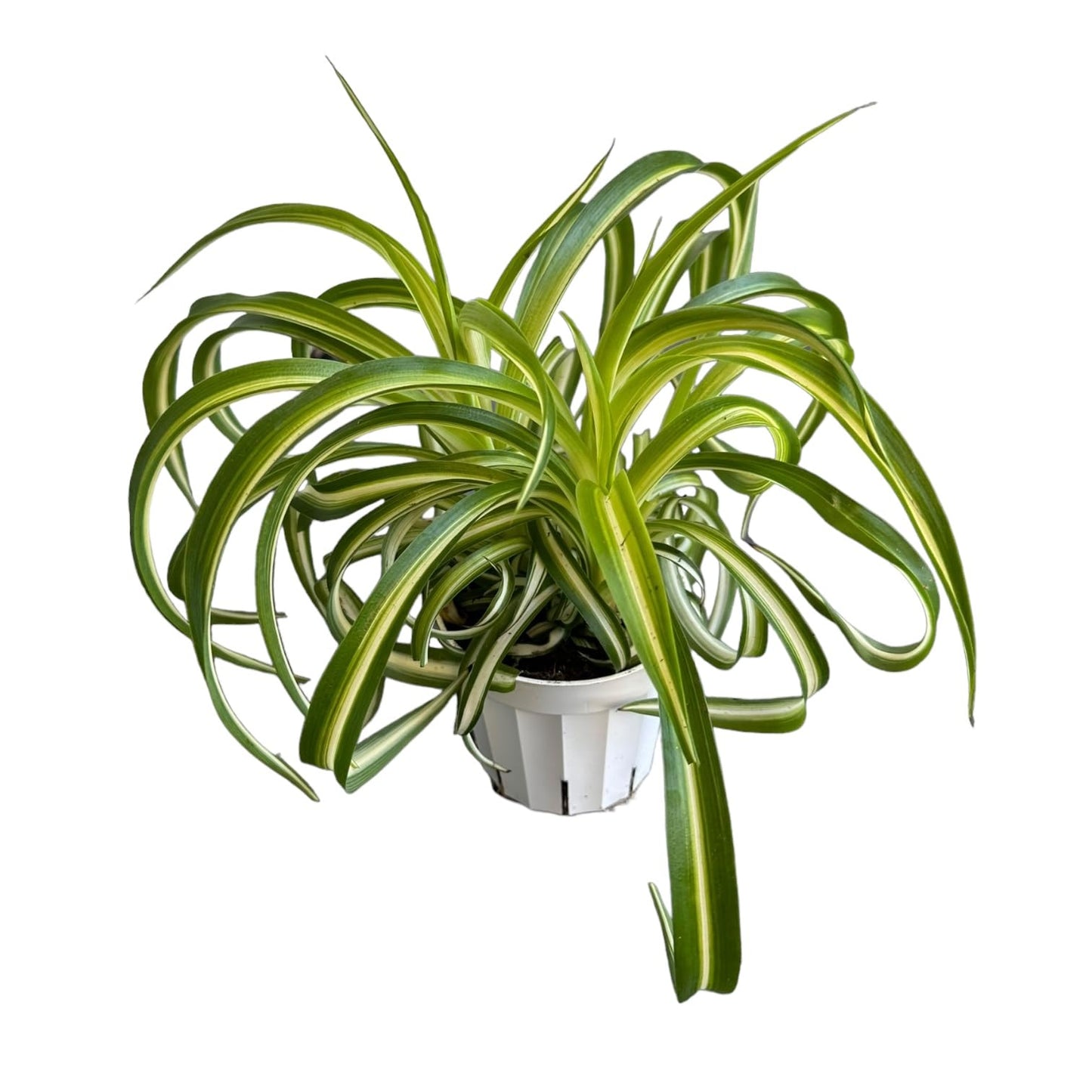 Bonnie Curly Spider Plant, Variegated Curly Leaves, Easy to Care and Grow Attractive Plant in 4 inch Pot - Hopewind Plants Shop