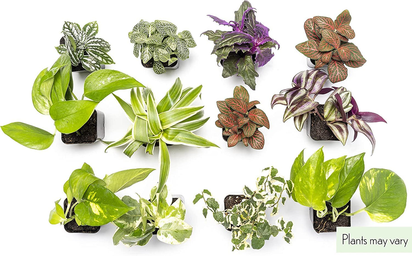 Altman Plants Live Houseplants (6PK), Indoor Plants for Delivery Prime, Live Plants and Gardening Gifts for Plant Lovers, Planters for Indoor Plants with Potting Soil, Live House Plants Indoors Live