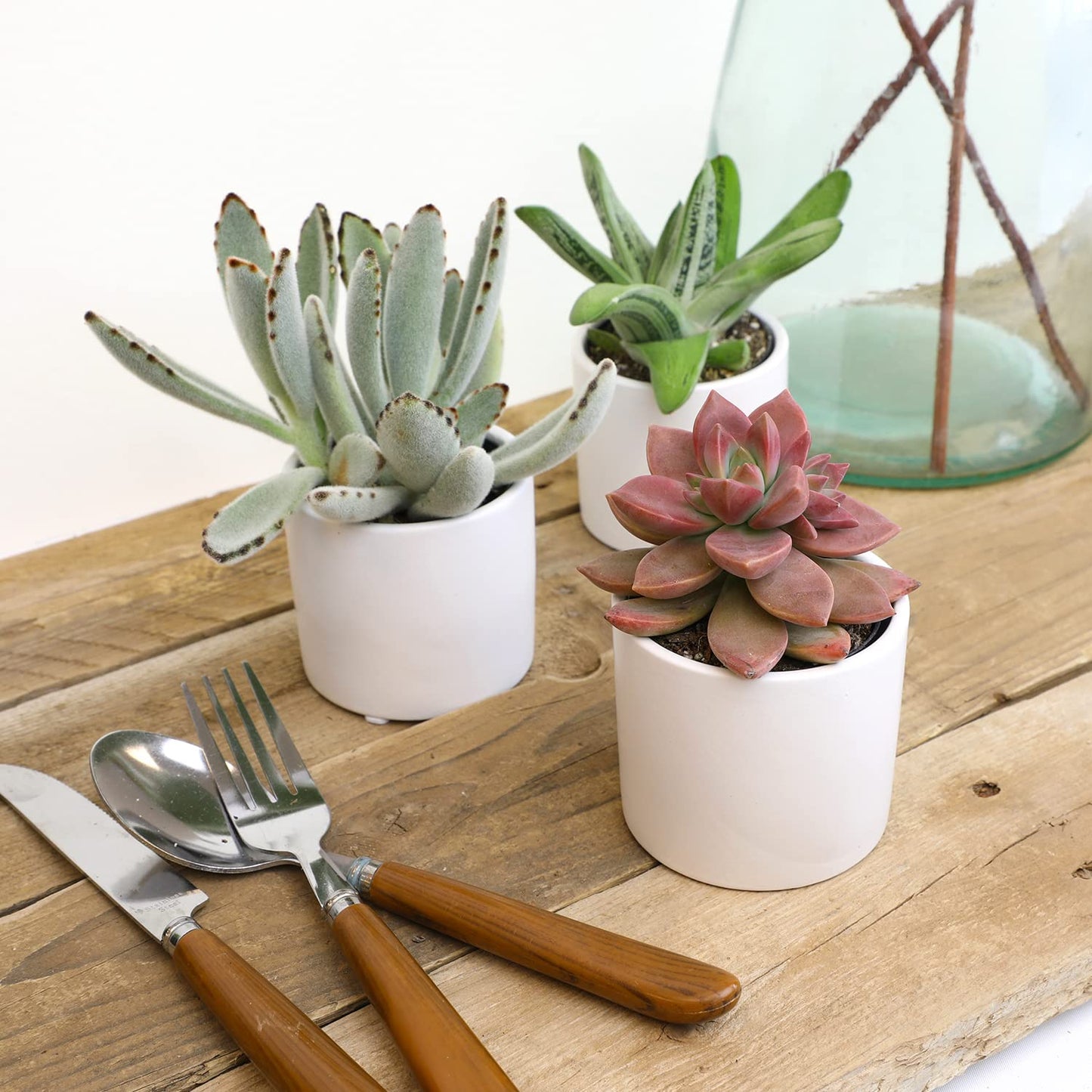 Succulents Plants Live in Pots Set (3 Pack) - Mini Cactus, Haworthia, Gasteria