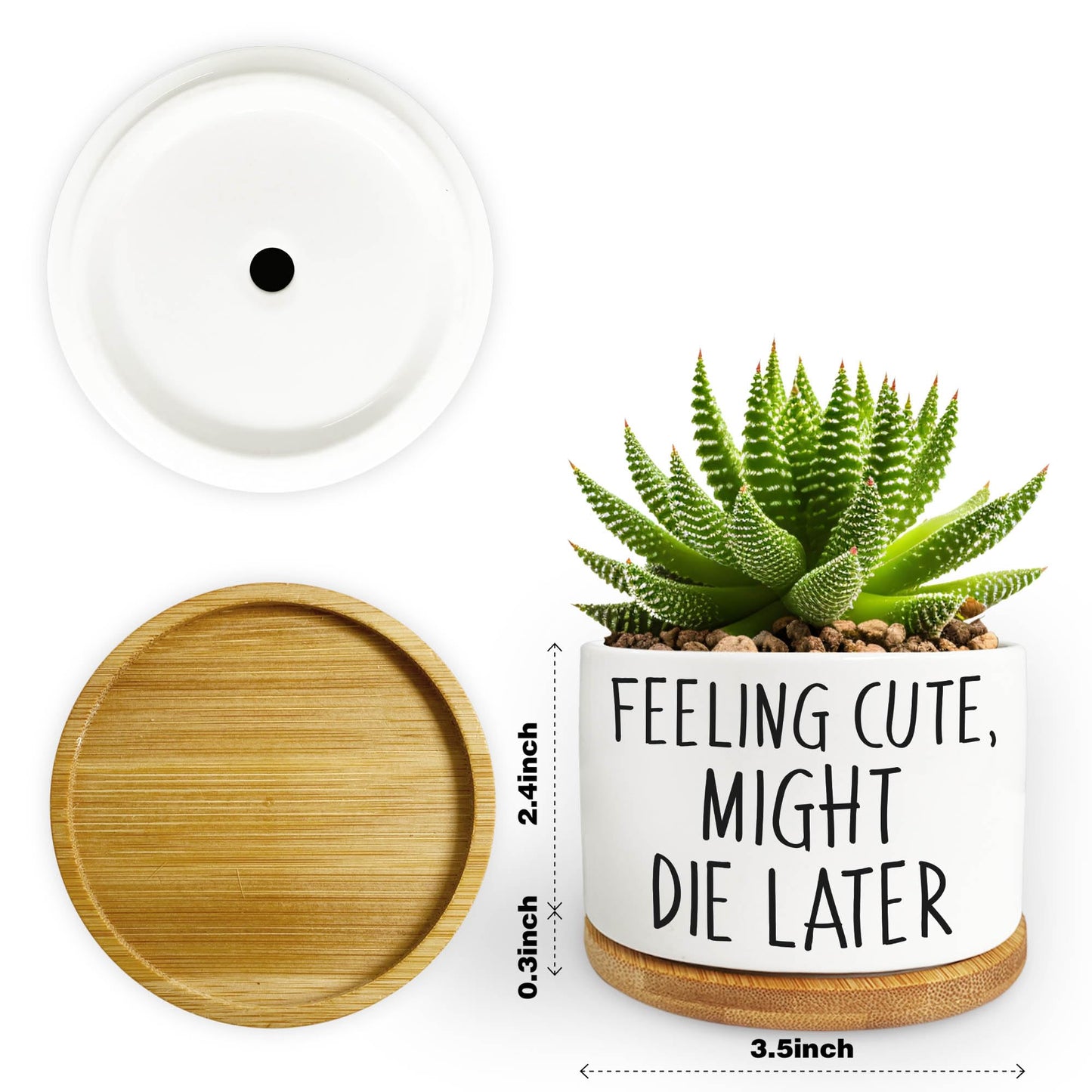 Bttwkco Funny Succulent Pots, Mini Succulent Planter Pots, Cute Planters for Succulents, Small Ceramic Cactus Pot with Drainage Hole, Plant Lover Gifts - Feeling Cute Might Die Later