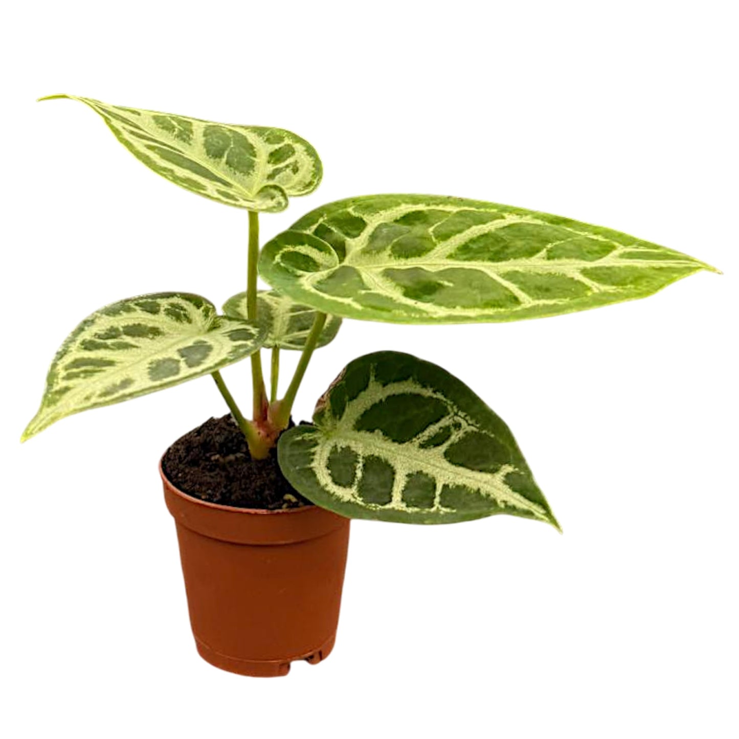 CoollectivePlants Anthurium Silver Blush – Live Indoor Plant in 2″ Grower Pot, Easy Care Tropical Houseplant, Low Maintenance Anthurium for Home or Office