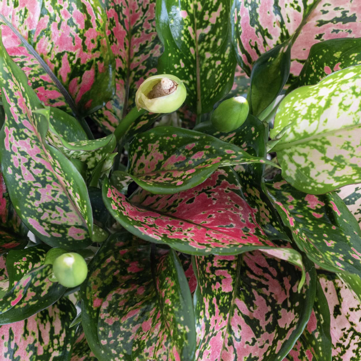 Aglaonema Ruby Ray Live Plant by United Nursery 6 inch Pink Decorative Pot Mother’s Day Gift for Patio and Home Decor Stunning Variegated Foliage (Nursery Pot)
