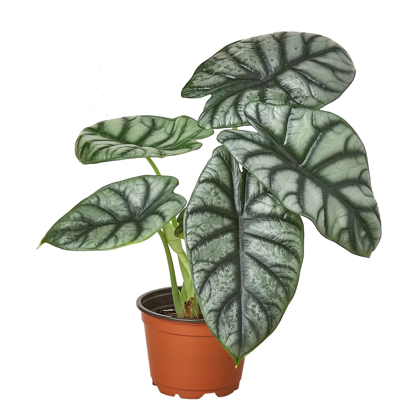 Alocasia Silver Dragon | Live Plant for Indoor & Outdoor | for Living Room, Office, Bathroom | (4" Pot)