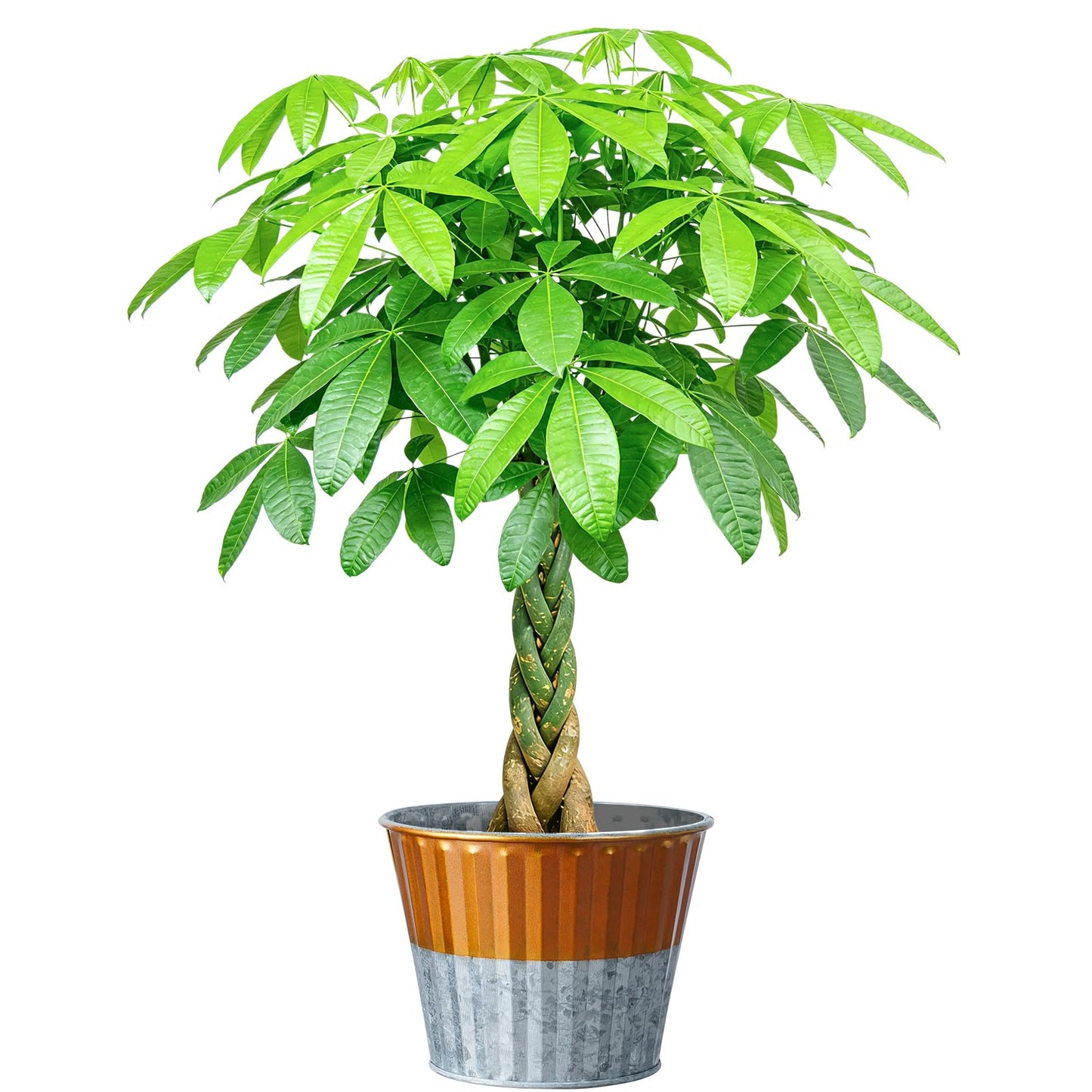Live Plants Money Tree in 4" Gold-Gray Pot, Easy to Grow Houseplant, Indoor Bonsai, Home Office Decor, Birthday Housewarming Gift