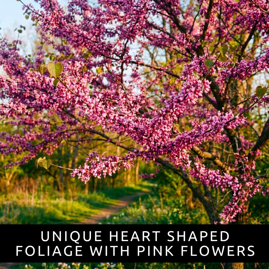 Eastern Redbud Tree Seedlings for Planting - Amazing Pink Spring Flowers - No Ship to California (1 Seedling)