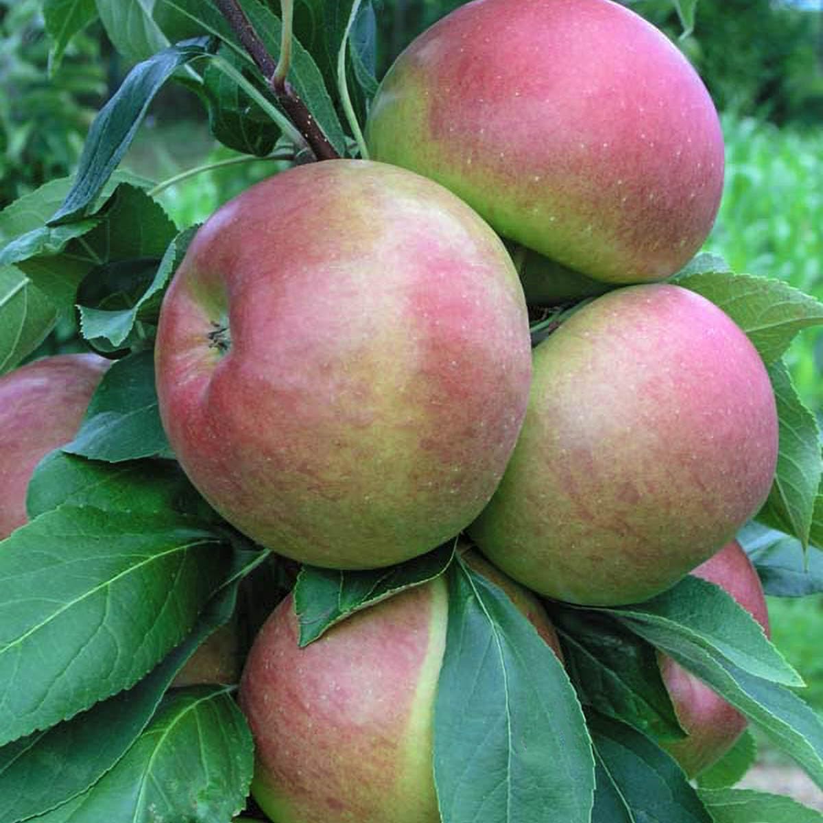 GURNEY'S - Blushing Delight Fruit Snacks Columnar Apple Tree, Dormant Bareroot Starter Fruit Tree (1-Pack) - Due to State restrictions Can't Ship to Montana