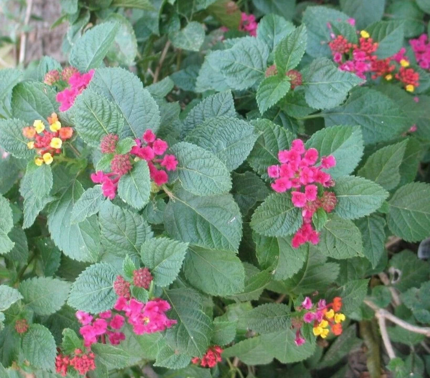 Lantana Plants Live - Carlos Pack of 3 Lantana Live Plants for Planting - 4-6 Inches Tall - Attracts Butterflies, Perfect for Containers, Low Maintenance