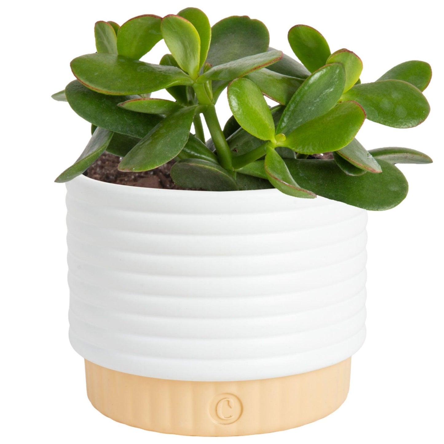 Costa Farms Jade Live Plant in Decorative Pot, Succulent Indoor Houseplant, Perfect for Home, Room, or Office Decor, Great House Warming or Birthday Gift, 4-6 Inches Tall