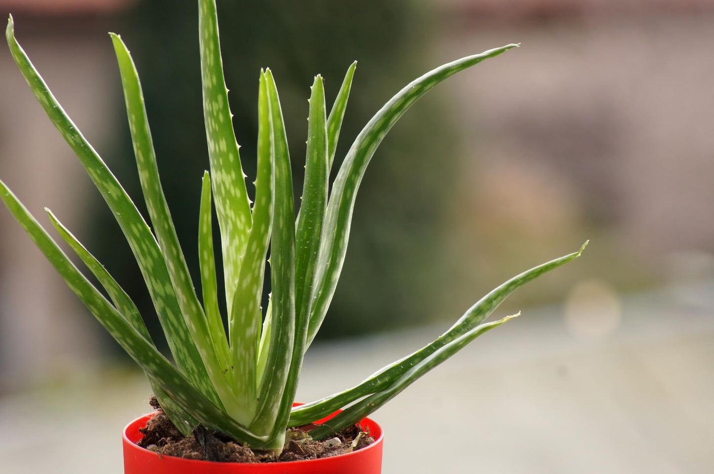 Aloe Vera Live Plant, Live Plant in 3" Grower Pot, Easy Care, Houseplant, Succulent