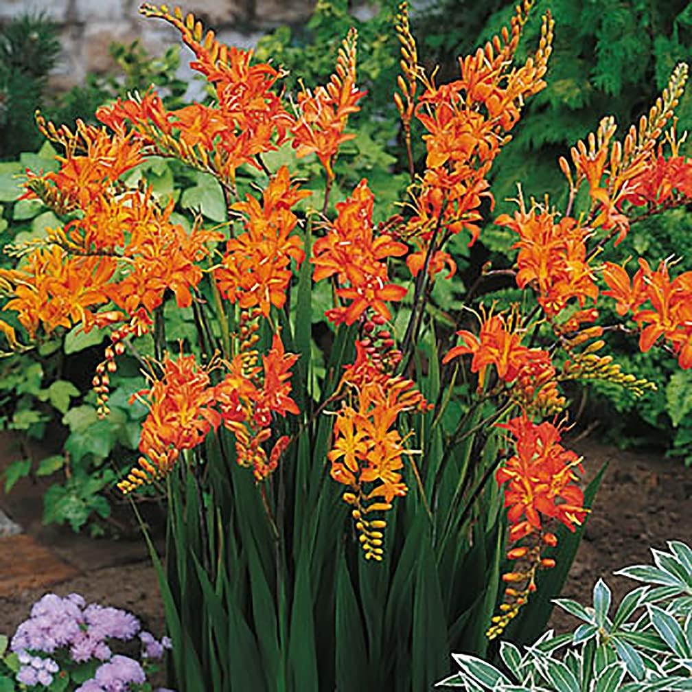 5 Lucifer Crocosmia Blubs - Grows 30-48" Tall.