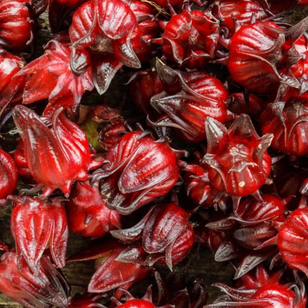 2 Cranberry Hibiscus Live Plants, 4–6 Inch Tall, Ornamental Flowering Plants for Garden, Patio, and Container Growing
