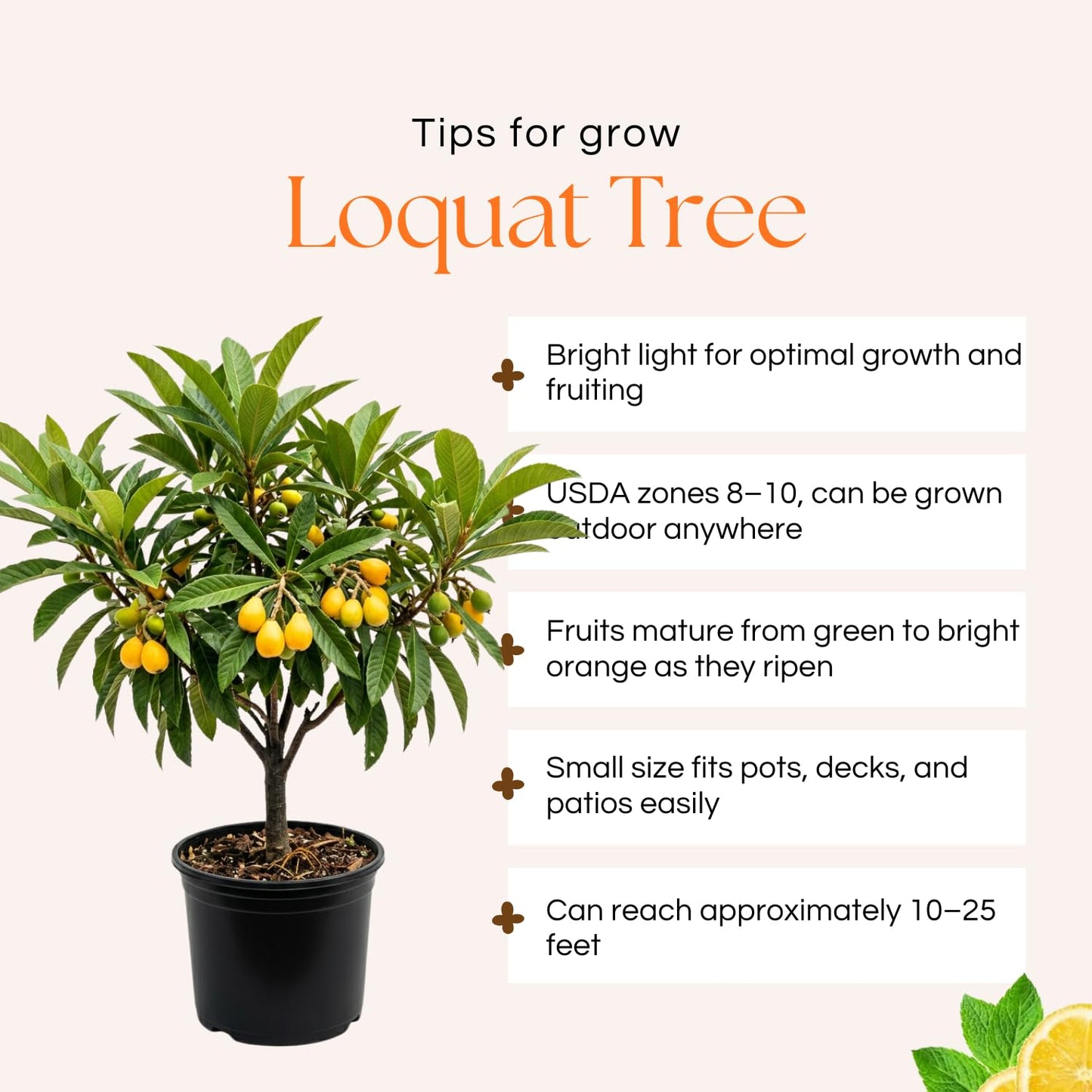 Seedling Loquat Tree Live Plant, Tropical Fruit Tree, Sweet Golden Loquat for Outdoor Garden, 3 Gal, 2-3 Ft Tall, No Ship to CA
