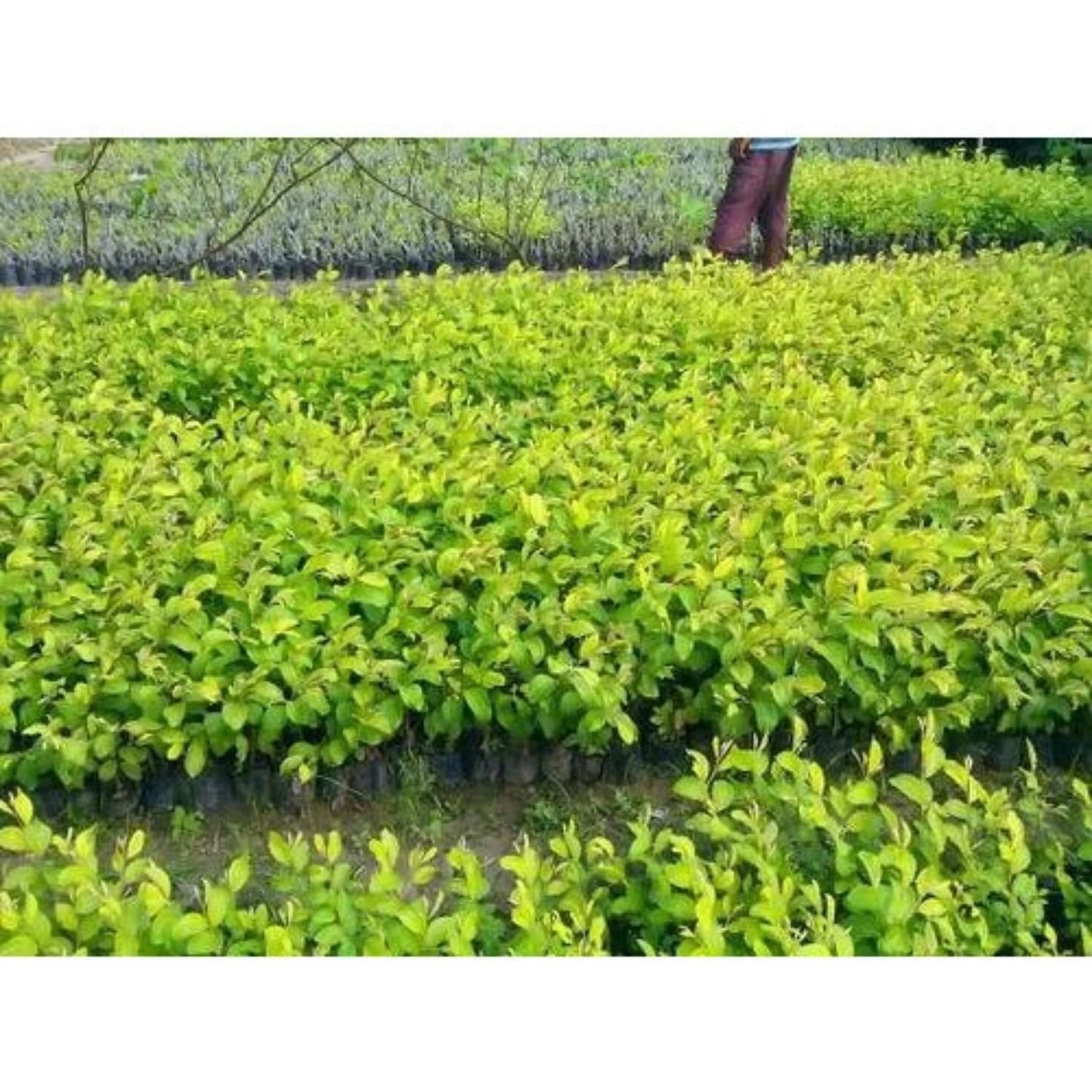 Dwarf Barbados Cherry Plant Live, Acerola Red Cherry Seedlings, 5-9” Tall, Cherry Fruit Trees for Backyard