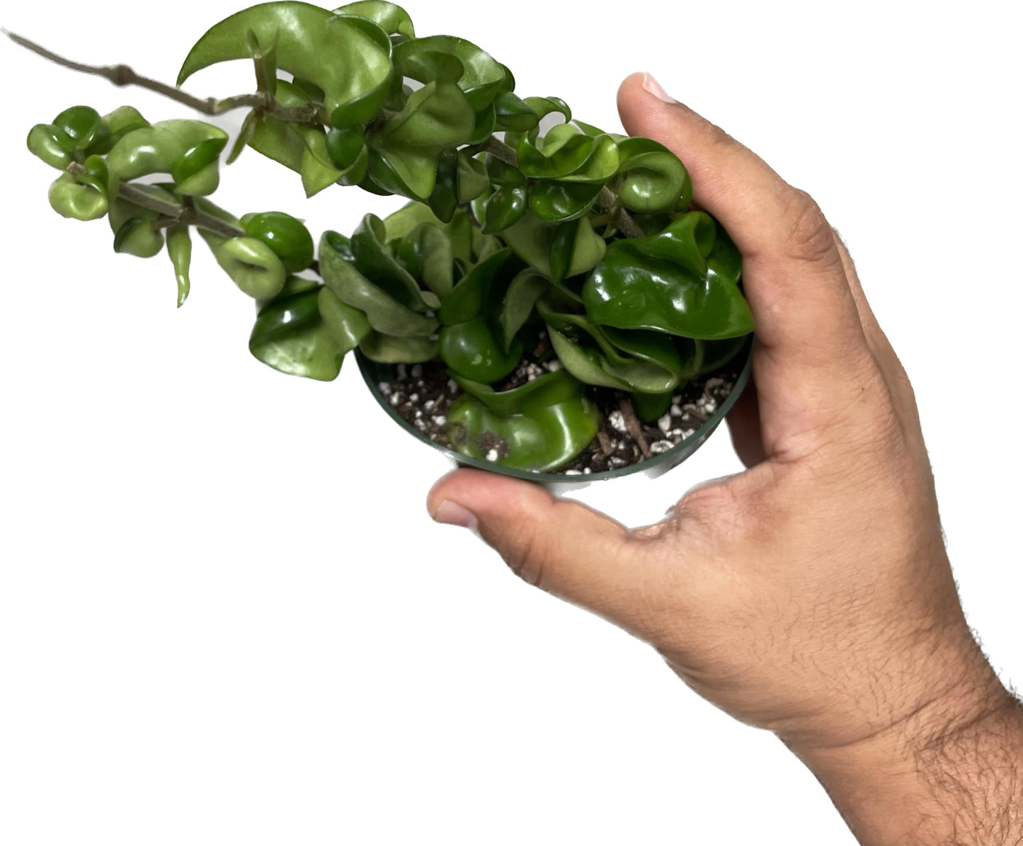 Hoya Compacta 2 Plants in a 4" Pot aka Hoya Hindu Rope Plant or Hoya Krinkle Kurl - Hoya Plant Live Houseplants - Live Hoya Plant - Hoya Compacta Live Plant - Air Purifying Plant - Pet Friendly Plant