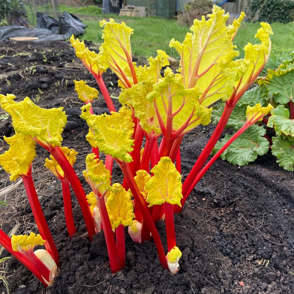 5 Rhubarb Plants Root for Planting, Red Rhubarb Plant Roots, Size 3 to 6 Inch, Perennial Hardy Vegetable Plants for Planting Outdoors