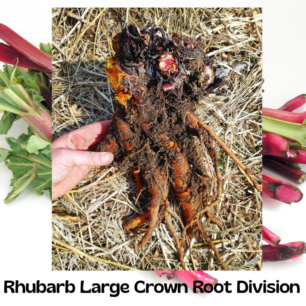 Pack 5 Rhubarb Crowns Extra Large (XL Size) Fast-Growing, Rhubarb Root Division Plant, High Yield, Rich Flavor, Red Stalks