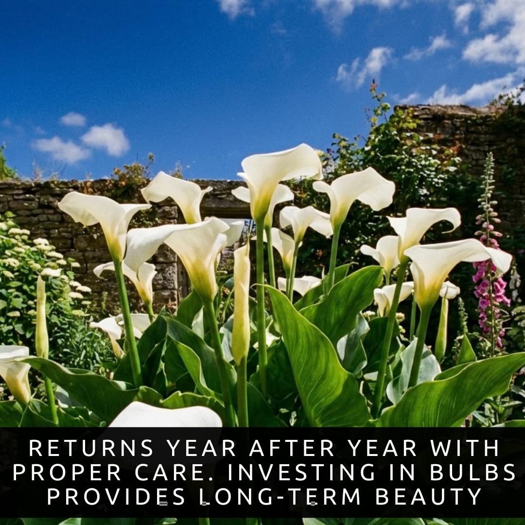 3 White Calla Lily Bulbs for Planting – Large, Healthy Bulbs for Beautiful Garden Flowers, Easy-to-Grow Perennials for Outdoor Beds, Containers, and Elegant Home Landscaping