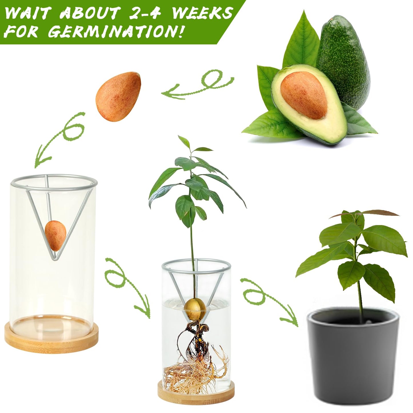 2 Pack Avocado Tree Growing Kits, Avocado Growing Vase Wooden Base Avocado Seed Starter Vase Glass Plant Pot Easy Seed Sprout Starter Gift for Women Gardening Lovers Home Office Table Decoration