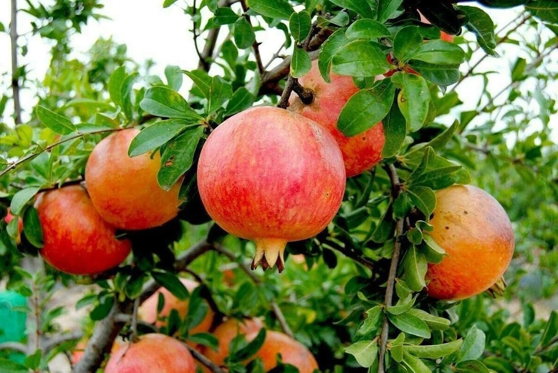 1 Wonderful Pomegranate Live Starter Plant - Self-Pollinating Punica Granatum Fruit Tree for Warm Climates