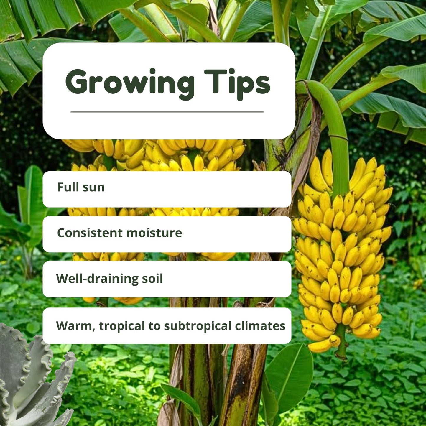Grand Nain Banana Tree Live Plant, Banana Fruit Plant Well Rooted, 5 to 7 Inch Tall, No Pot