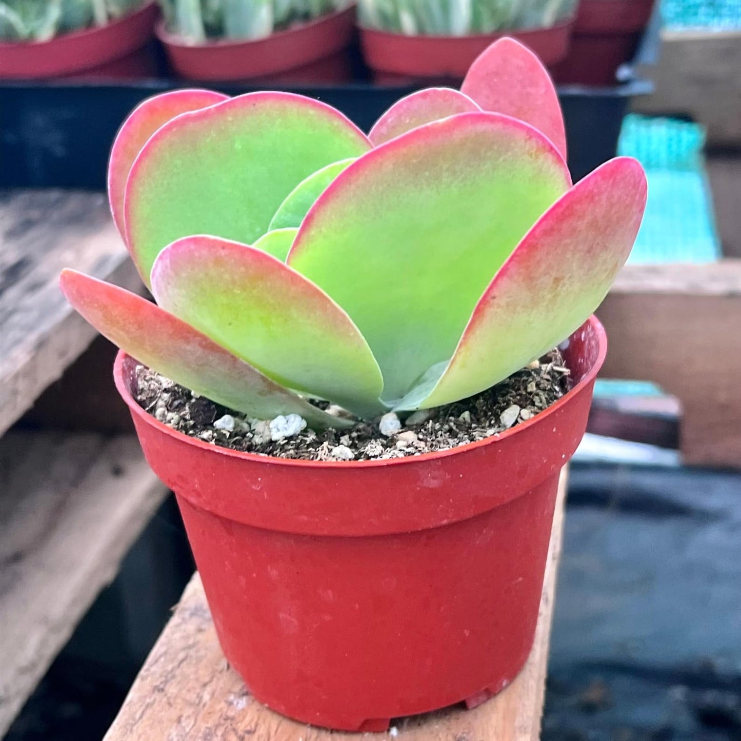 Flapjack Live Plant | Paddle Plant Succulent House Plants | Kalanchoe Succulents Cuttings Gifts | Outdoor Garden Houseplants Home Decor (Heat Pack Included)